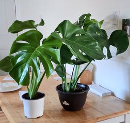 Live Healthy Monstera indoor Houseplants with nursery pots each $11 Cash only please