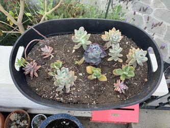 Multiple Succulents $20