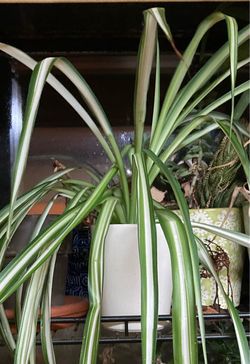 Spider plant