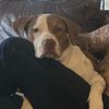 Bailey