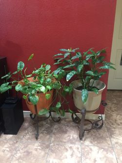 Two natural plants 3’ Tall