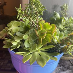 Big Pot Of Succulents For Only $15