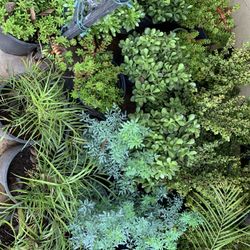 Succulent And Alcatraz 