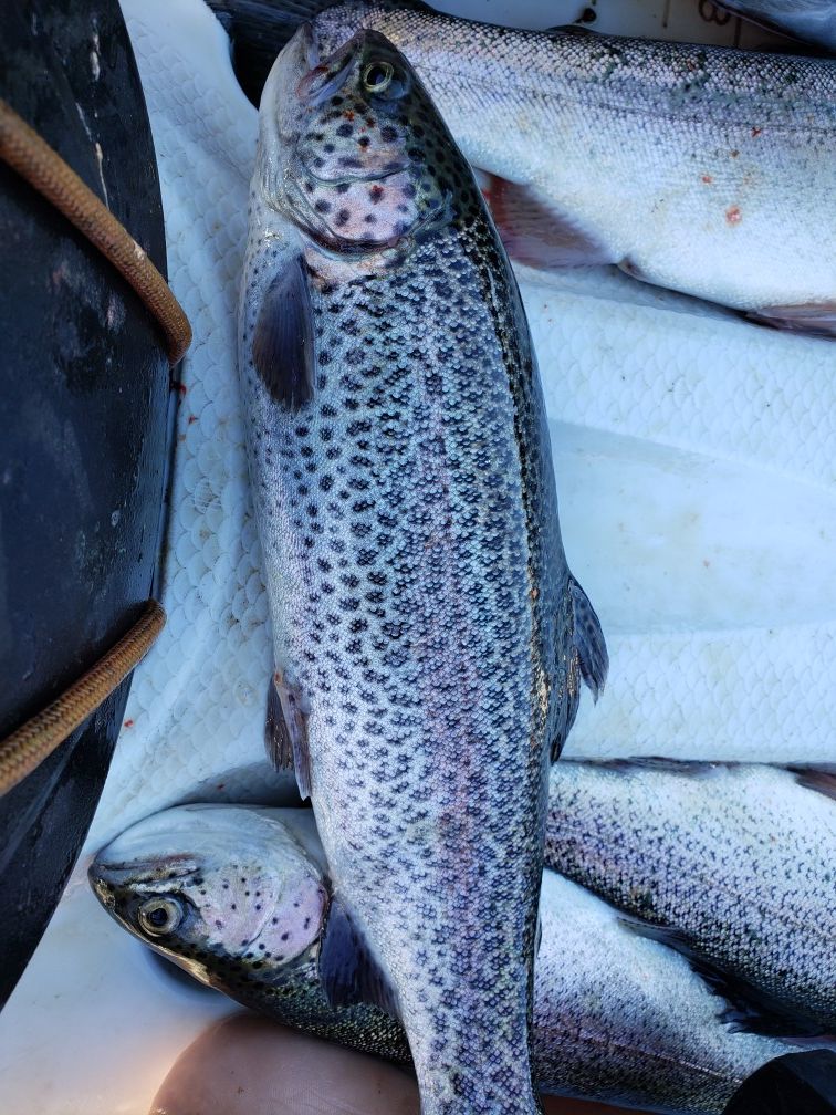 Trout