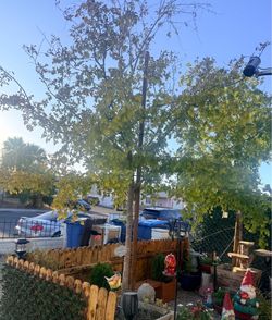 36 gallon tree