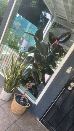Plant