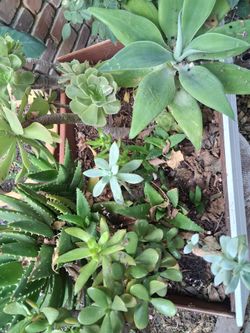 Mixed Succulent and Aloe Plant Collection