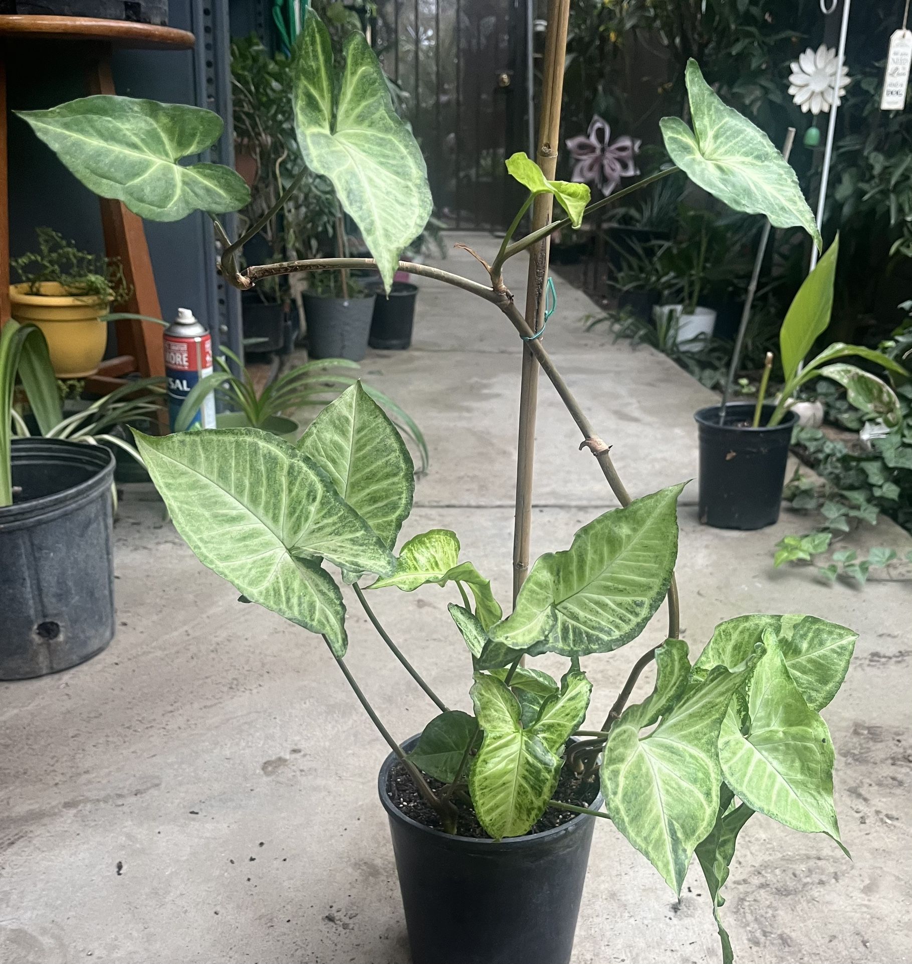 HERMOSAS PLANTAS NATURALES “SINGONIA PLANT