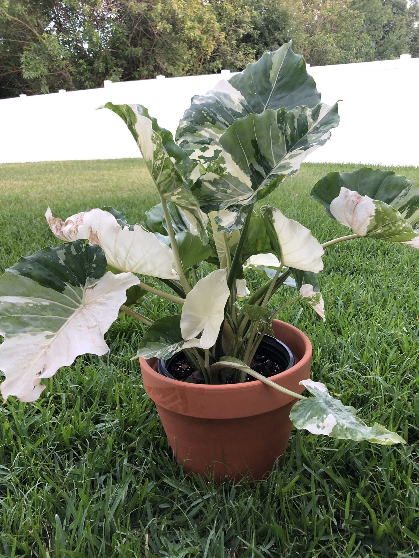 PRICE REDUCED! Variegated Elephant’s Ear (Alocasia Odora Variegata)
