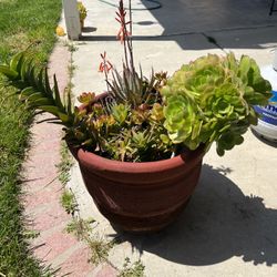 Very Large Pot with Succulents Offer accepted 