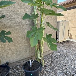 Kadota Fig plant 37”