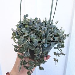 Hoya Curtisii Plant 6" Pot - Indoor House Plants 