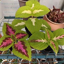 Plant bundle Of Three Coleus Starters.