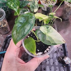 🐉 Alocasia Baginda "Dragon Scale" Albo 💚🤍 