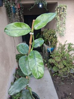Hoya Globulosa Plant $25