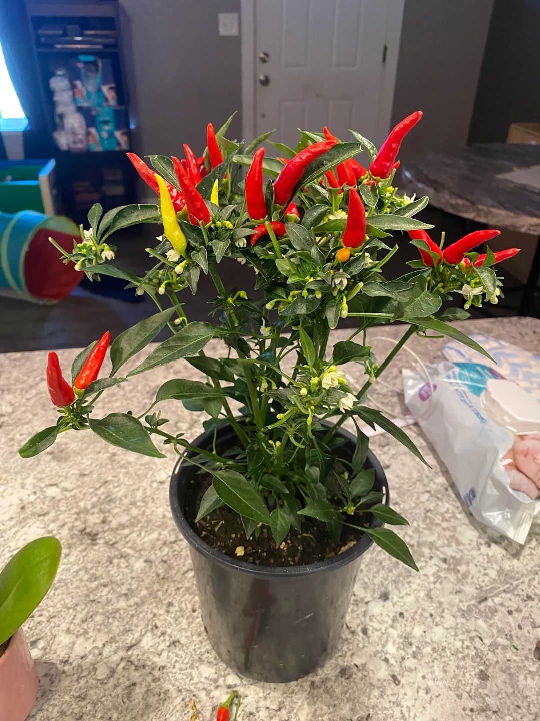 🌱🌶Thai Spicy Chilies Plants 🌱🌶 $12.00 each