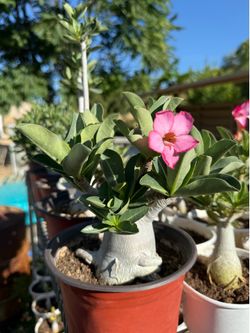 Desert Rose Arabicum
