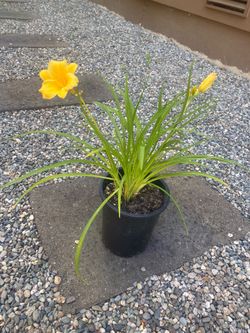 1-gallon, yellow flowering daylily perennial plant.$10 each .