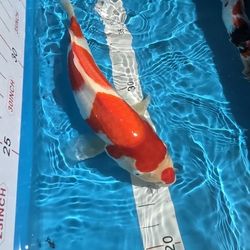 Koi Pond Drum Filter/Japanese Koi Fish