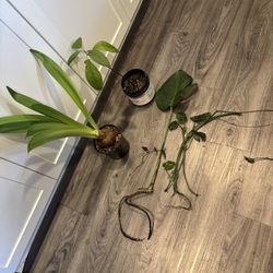 Bundle Of Plants $25 