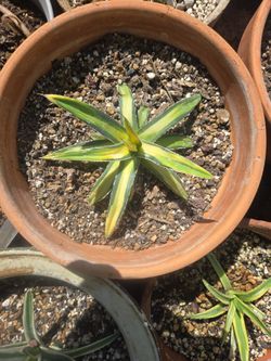 Agave SUNKING. CHEAP