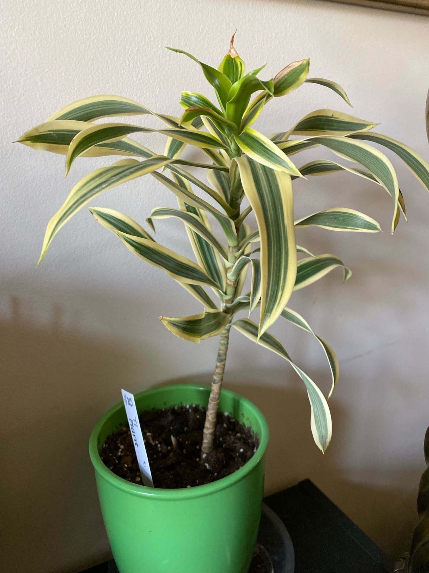 Ti / Cordyline Plant