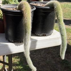 Cactus 🌵 