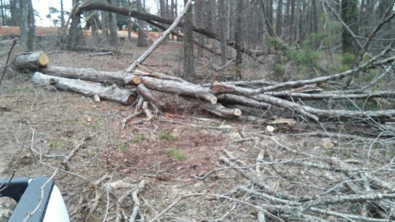 I cut trees