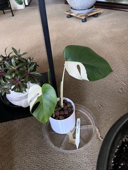Monstera Albo Sectorial 