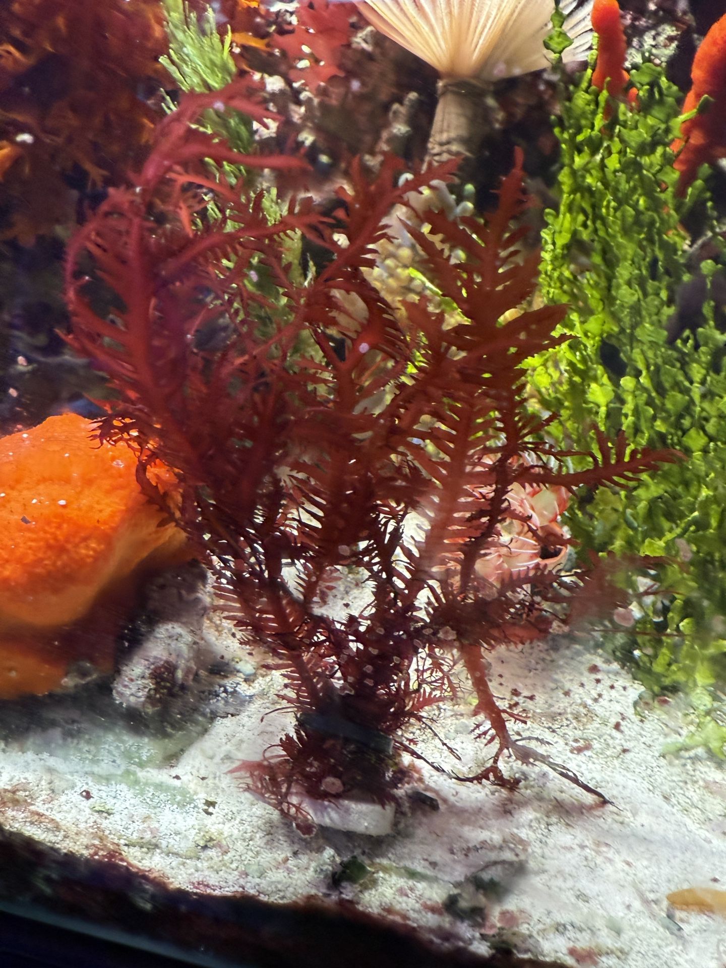 Red Fern Macroalgae