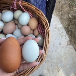 Farm Fresh Eggs 