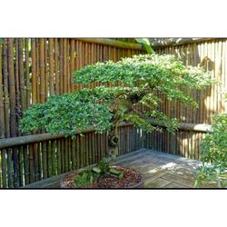 LIVE PLANT 3ft Bucida Spinosa Terminalia Dwarf Spiny Black olive Bonsai