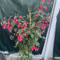 Big Tall Fucsia Small Flowers Plant, In 5 Gallons Pot Pick Up Only 