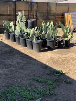 Lleve Sus Nopales Para Las Carnes Asadas