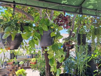 Venta De Plantas 🪴 Plant Sale Succulent *$3 + Up