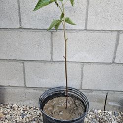 Black Berry Plant in 3 Gallon Pot 