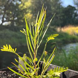 Live Acacia floribunda Plant In 5.5” Or 1 Gallon Pot