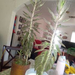 Kalanchoe Plant