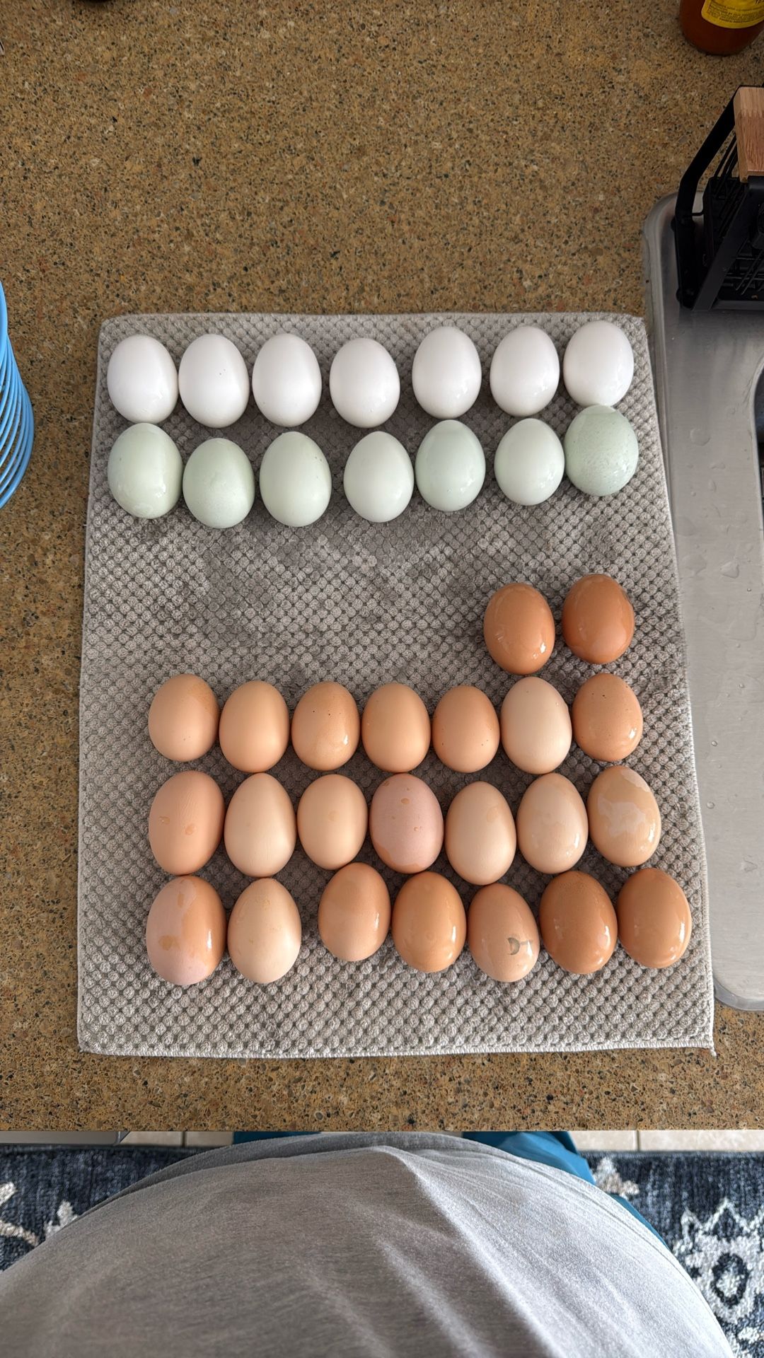 Fresh Eggs