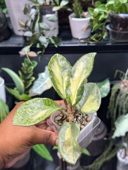 Hoya Argentea Princess ✨