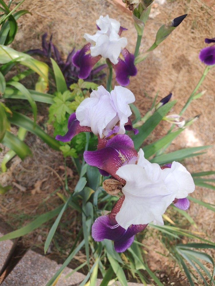 Purple And White Írises