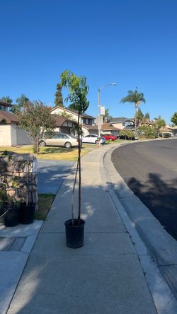 7 ft Zapote tress yellow fruit