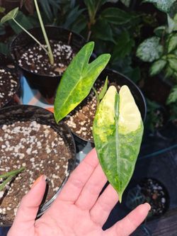 Alocasia Lucifer Aurea