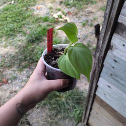Philodendron Campospartoanum