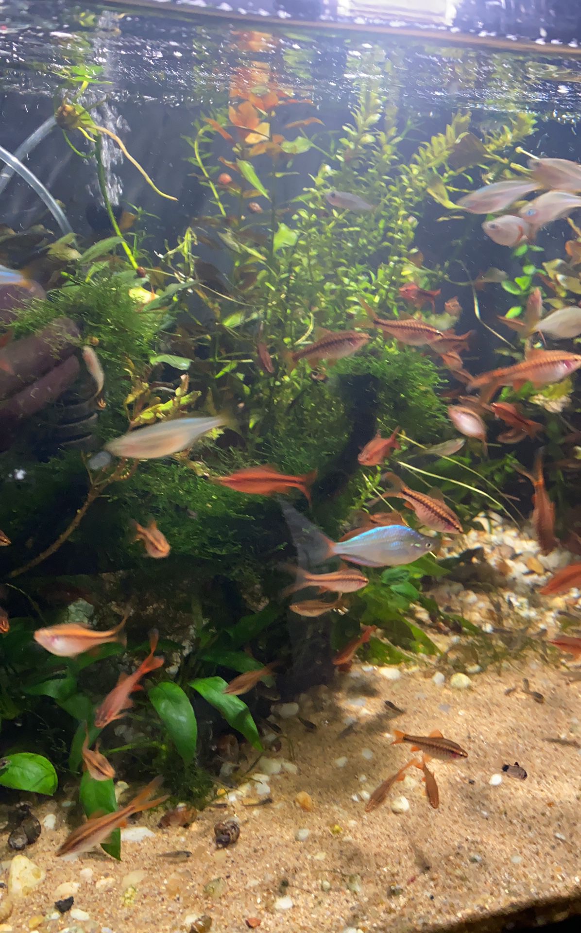 Tropical Fish For Sale In Woodbridge 