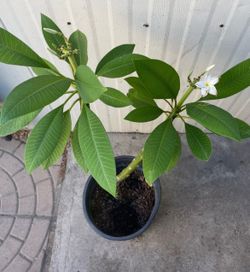 Arbolito plumeria $20