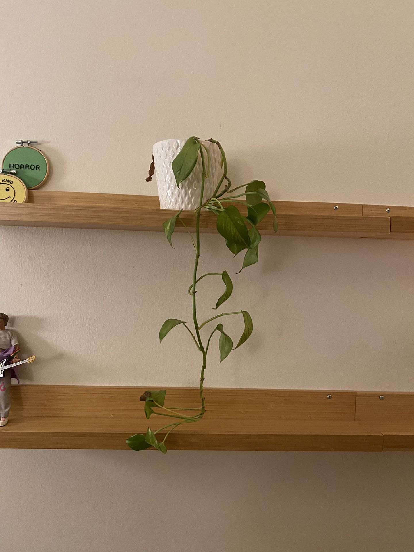 Pothos Plant in White Ceramic Pot