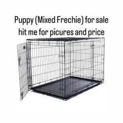 Dog cage 