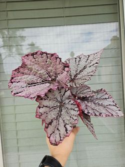 Begonia Rex Silver White/Silver Splash Plants