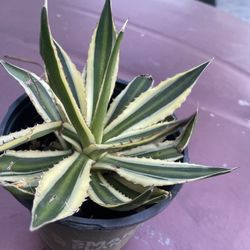 Bundle Plants Deliver To You